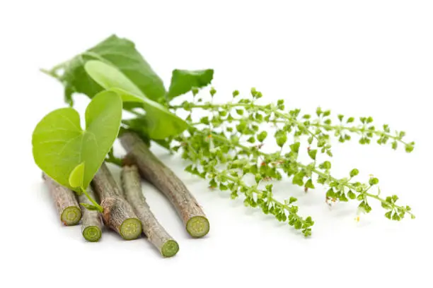गिलोय (Tinospora Cordifolia) के औषधीय गुण, फायदे और नुकसान : Ayurvedic Giloy Uses Benefits And Side Effects In Hindi